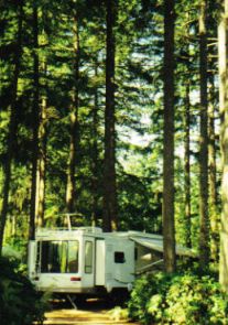 rv camping among the tall firs